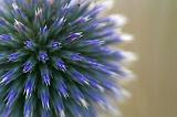 Blue Flower_51446